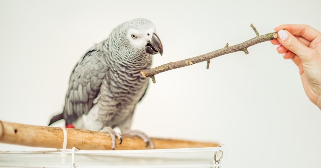 African Grey parrot price in india