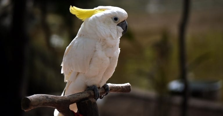 Cockatoo Price in India (2022) - New Pet Owner
